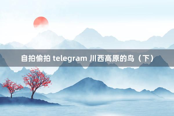 自拍偷拍 telegram 川西高原的鸟（下）