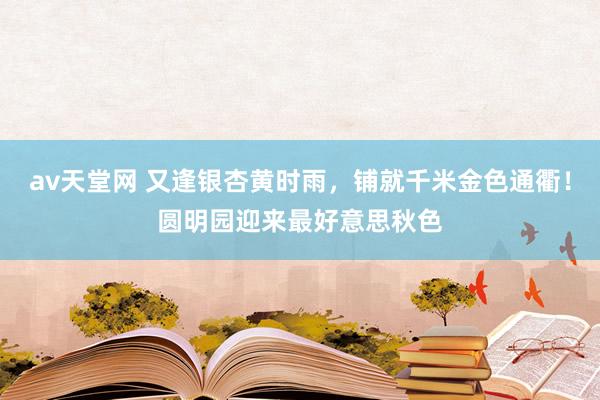 av天堂网 又逢银杏黄时雨，铺就千米金色通衢！圆明园迎来最好意思秋色